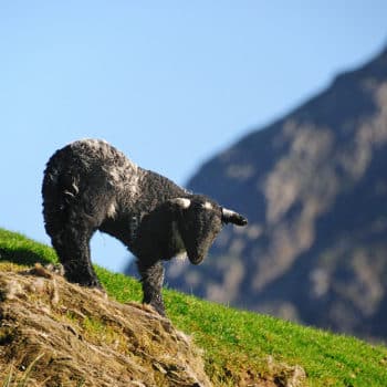 Spring lamb in Keswick, Lake District