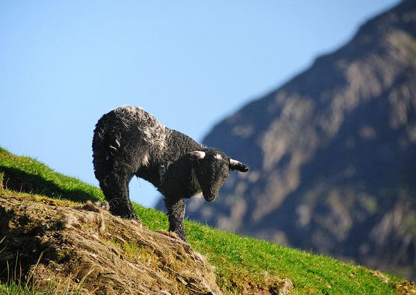 Spring lamb in Keswick, Lake District