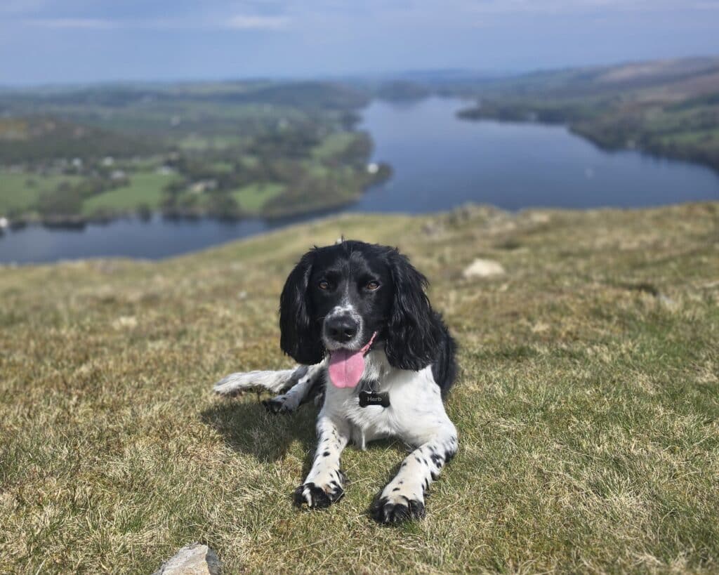 Dog enjoying a walk