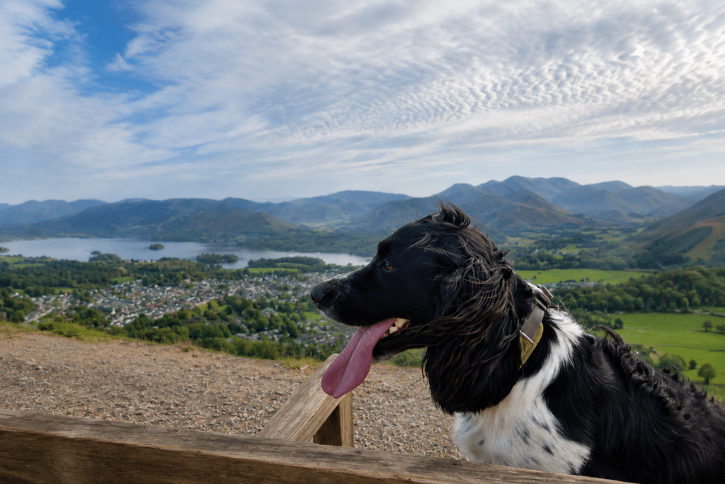 Black and white dog enjoying the view from Latrigg fell above Keswick, overlooking Derwentwater, the Lake District fells and surrounding countryside under a dramatic cloudy sky.